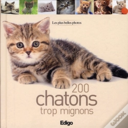 Capa do artigo 200 Chatons Trop Mignons