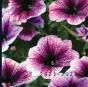 2021 - 2022 - Preview