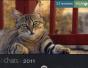 52 Semaines Chats 2011 - Preview