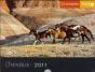 52 Semaines Chevaux 2011 - Preview