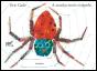 A Aranha Muito Ocupada - Preview