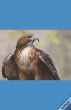 Capa do artigo A Hawk'S Journey