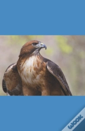A Hawk'S Journey