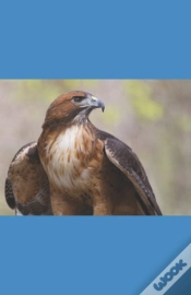 Capa do artigo A Hawk