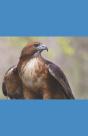 A Hawk'S Journey - Preview