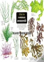 A Key To Common Seaweeds