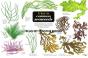 A Key To Common Seaweeds - Preview