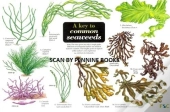 A Key To Common Seaweeds