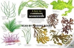 Capa do artigo A Key To Common Seaweeds