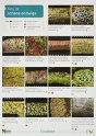 A Key To Lichens On Twigs - Preview