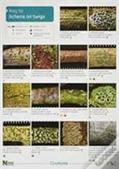 A Key To Lichens On Twigs