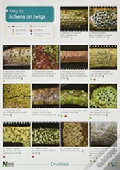 Capa do artigo A Key To Lichens On Twigs