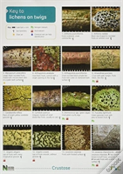 Capa do artigo A Key To Lichens On Twigs