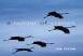 A Ladder Of Cranes