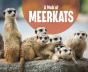 A Mob Of Meerkats - Preview