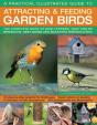 A Practical Illustrated Guide To Attracting & Feeding Garden Birds - Preview