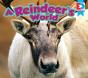 A Reindeer'S World - Preview