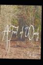 A Trail Of Words - Preview