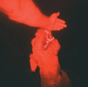 Capa do artigo A Trick of the Light - Vinil