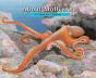 About Mollusks - Preview