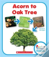 Acorn To Oak Tree