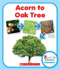 Acorn To Oak Tree - Preview