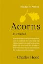 Acorns - Preview