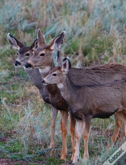 Capa do artigo Adult Mule Deer Journal