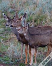 Adult Mule Deer Leftie Journal