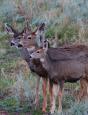 Adult Mule Deer Leftie Journal - Preview