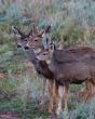 Adult Mule Deer Leftie Journal - Preview