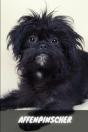 Affenpinscher - Preview