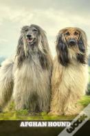 Afghan Hound