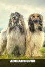 Afghan Hound - Preview