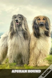 Capa do artigo Afghan Hound