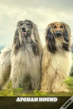 Capa do artigo Afghan Hound