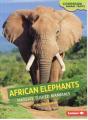 African Elephants - Preview