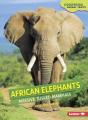 African Elephants - Preview