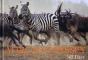 African Odyssey - Preview