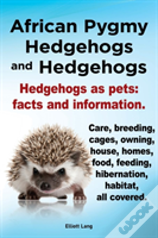 African Pygmy Hedgehogs And Hedgehogs. Hedgehogs As Pets