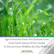 Capa do artigo Agro Forestrium Native Fire Resistant Grass From North America (Usa Canada) To Prevent Forest Wildfires & Urban Wildfires