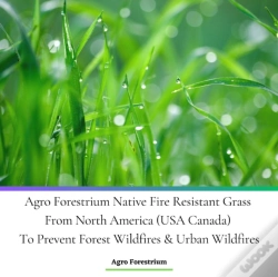 Capa do artigo Agro Forestrium Native Fire Resistant Grass From North America (Usa Canada) To Prevent Forest Wildfires & Urban Wildfires