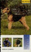 Airedale Terrier