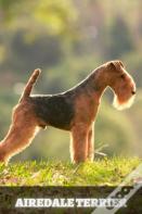Airedale Terrier