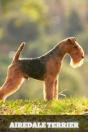 Airedale Terrier - Preview