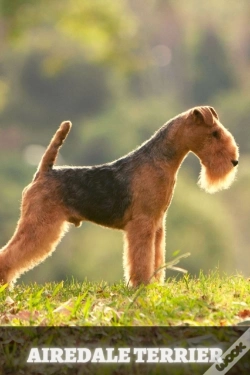 Capa do artigo Airedale Terrier
