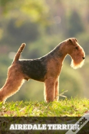 Capa do artigo Airedale Terrier
