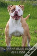 Alapaha Blue Blood Bulldog