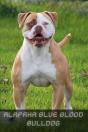 Alapaha Blue Blood Bulldog - Preview