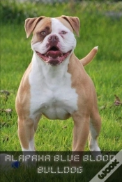 Capa do artigo Alapaha Blue Blood Bulldog